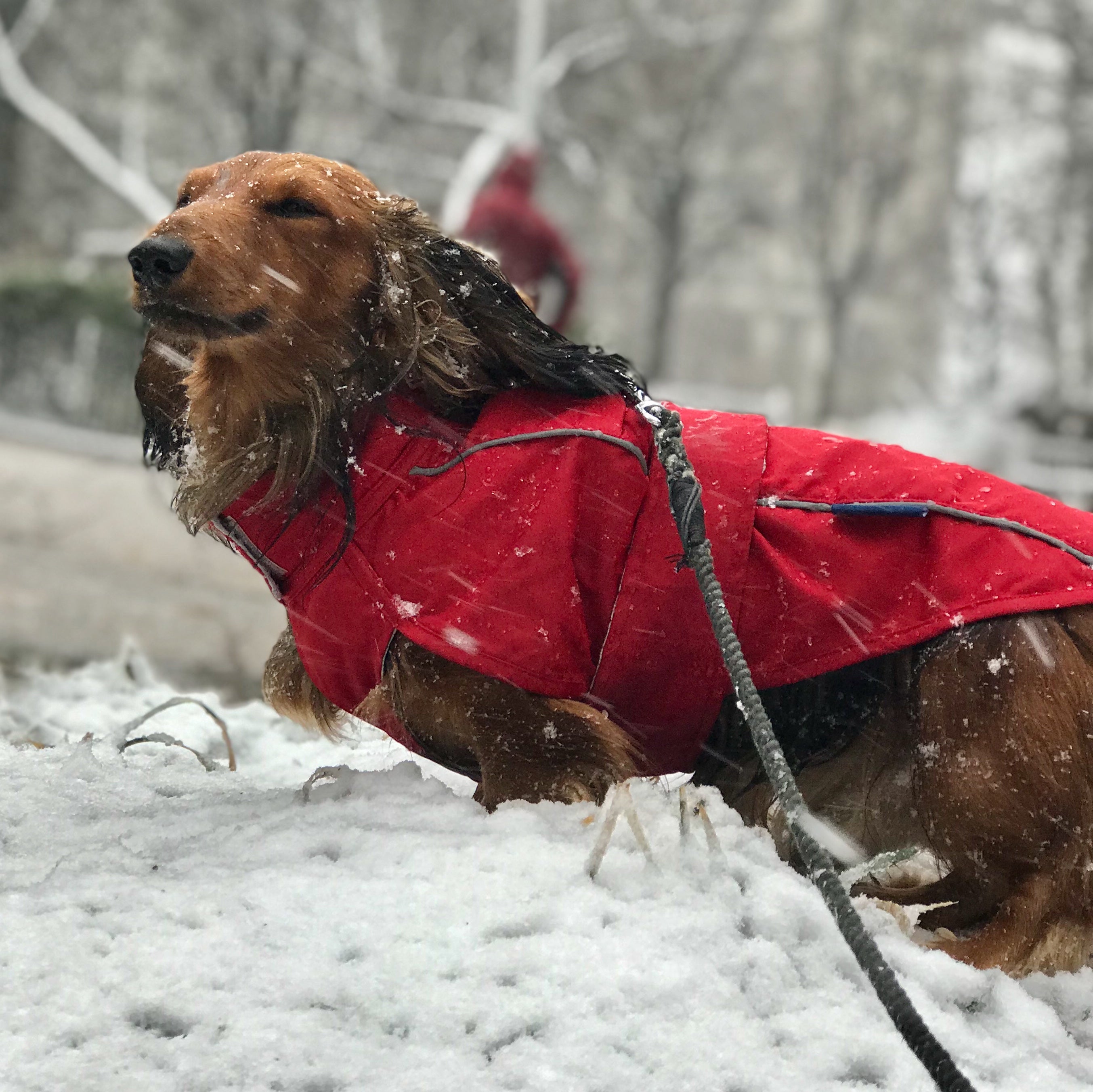 DJANGO City Slicker All-Weather Water-Repellent and Windproof Dog Jacket, Dog Raincoat and Dog Winter Coat in Cherry Red - Featuring reflective piping, adjustable velcro neck and chest closures, and elastic leg bands - djangobrand.com