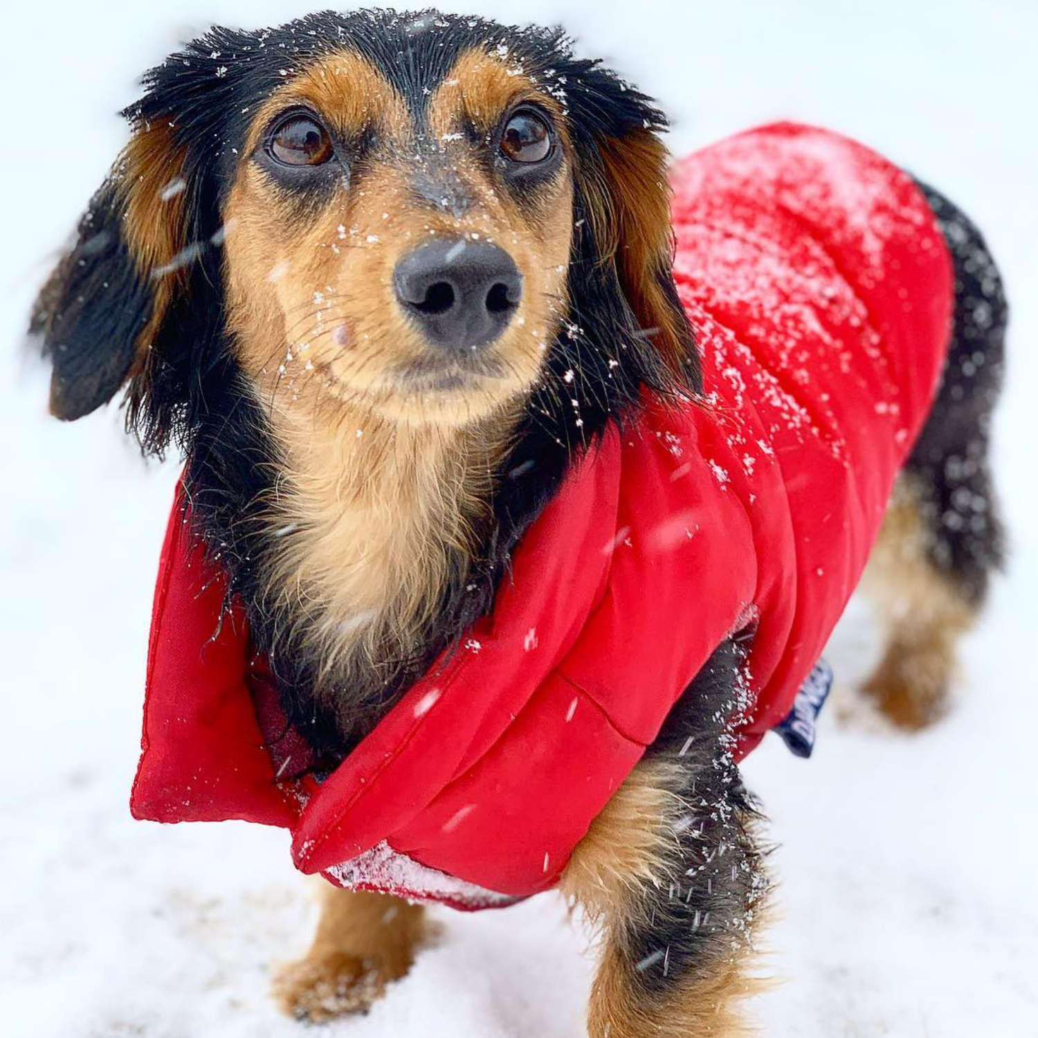 The Reversible Puffer Dog Coat's water-repellent exterior is perfect for snow days, rain days, and every type of winter weather. - djangobrand.com