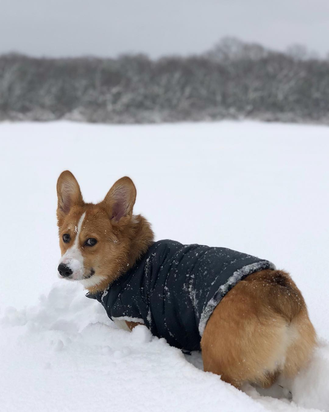 Insulated Winter Dog Coat: Designed for cold-weather comfort, this premium puffer coat has soft, insulated material to keep your dog warm during outdoor adventures.
