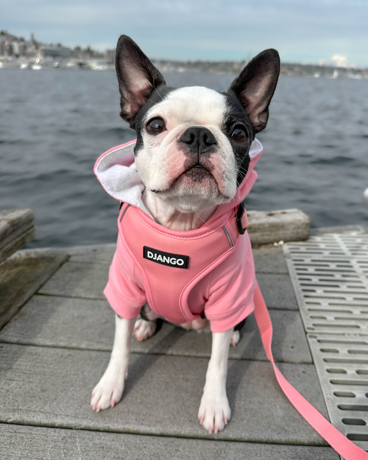 Adorable Boston terrier Ella is wearing her DJANGO dog hoodie and matching Adventure Dog Harness in Quartz Pink. This beautiful Boston pup wears size medium in both - djangobrand.com