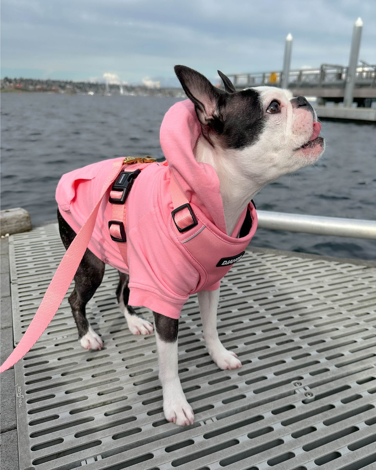 Adorable Boston terrier Ella is wearing her DJANGO dog hoodie and matching Adventure Dog Harness in Quartz Pink. This beautiful Boston pup  wears size medium in both - djangobrand.com