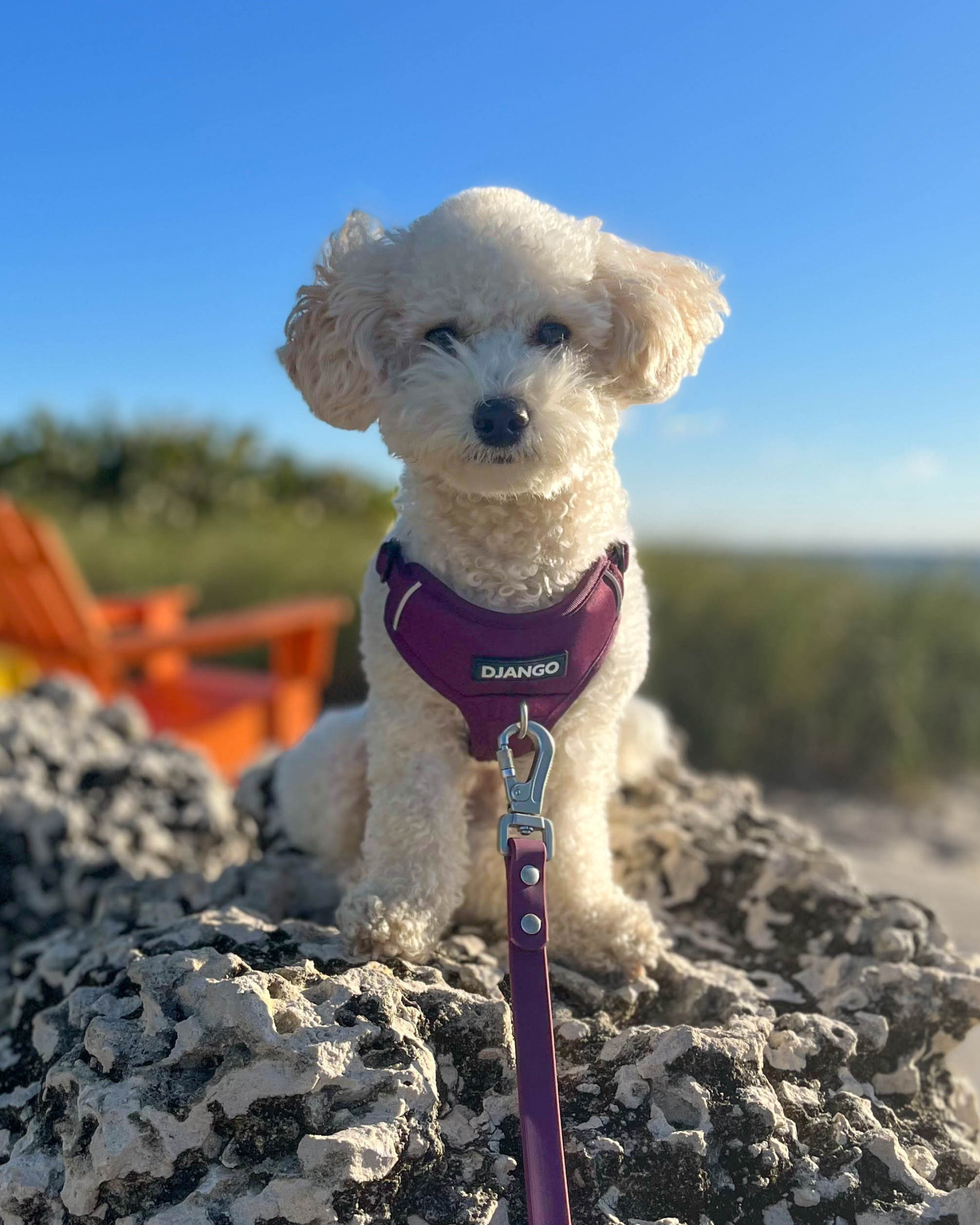 Coco is a F1B miniature Cockapoo who loves the beach and digging in the sand. Her DJANGO Tahoe Dog Leash is waterproof, odorproof, dirt-resistant, and perfect for all beach adventures - djangobrand.com