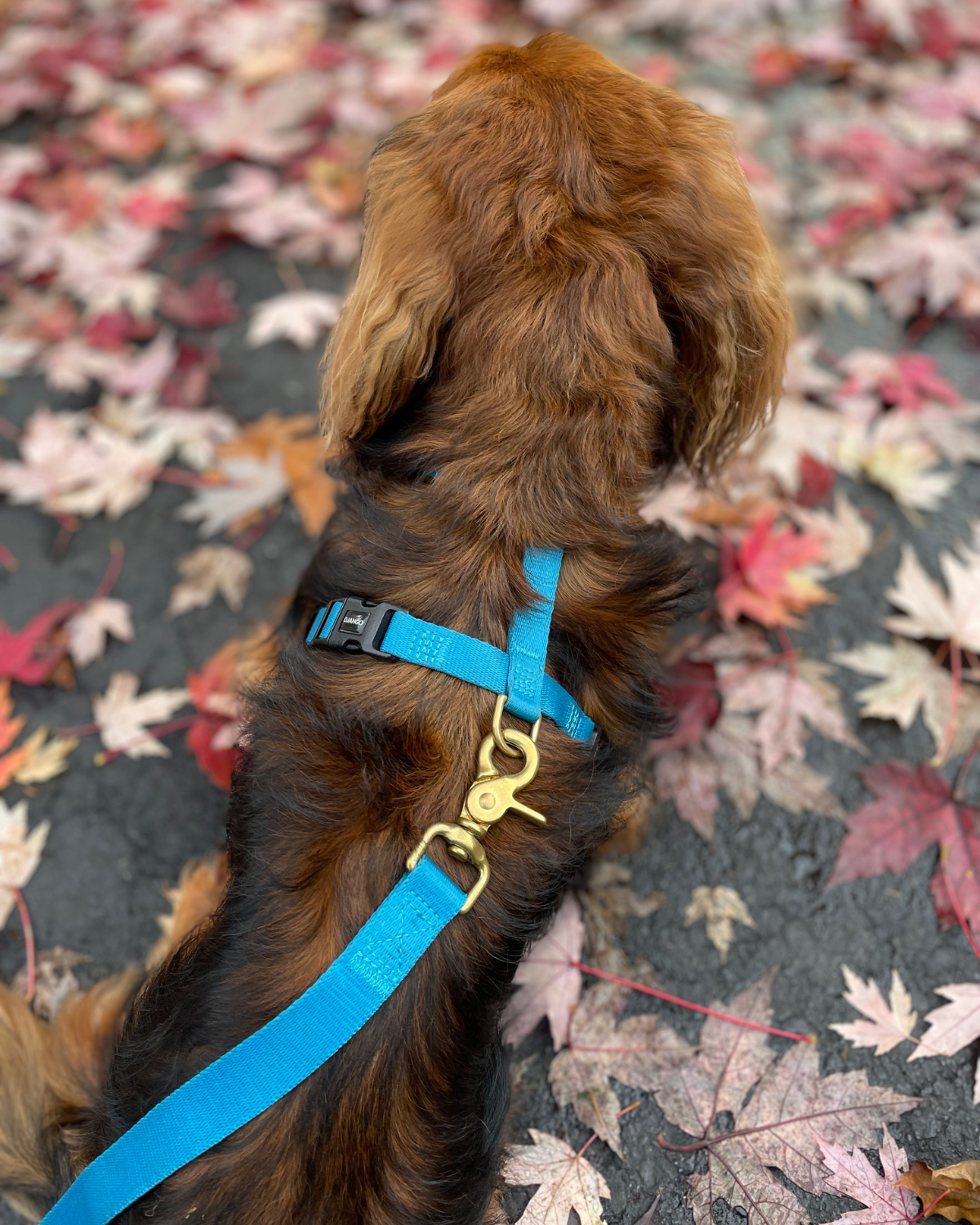 DJANGO - Pair your Pacific Blue Adventure Dog Harness with your Pacific Blue DJANGO dog leash - djangobrand.com