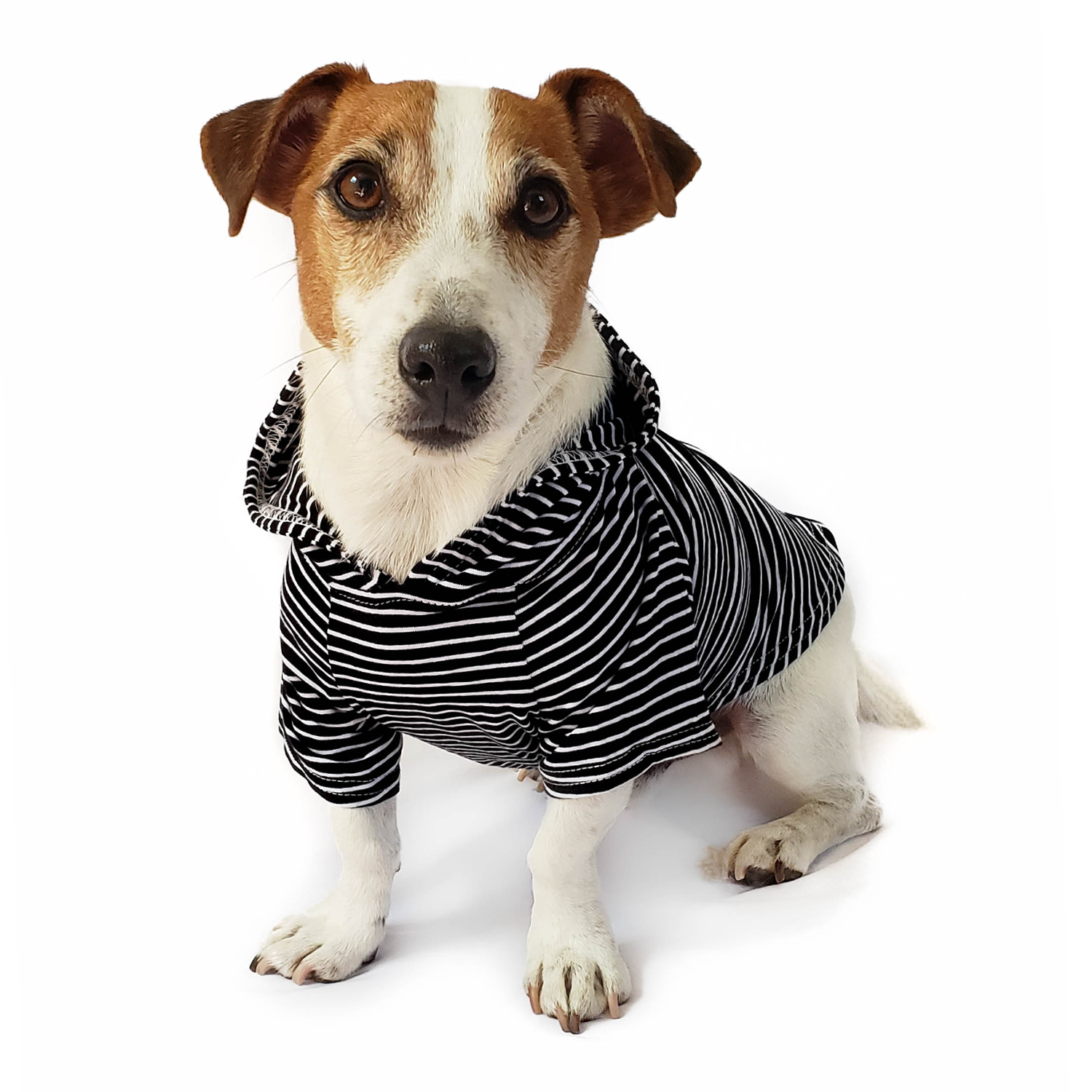 DJANGO Dog Hoodie in Black and White Stripes - Super soft, stretchy, and cozy dog sweater for puppies, small dogs, and medium dogs. Featuring a lined hood and elastic waist band. Machine washable - djangobrand.com