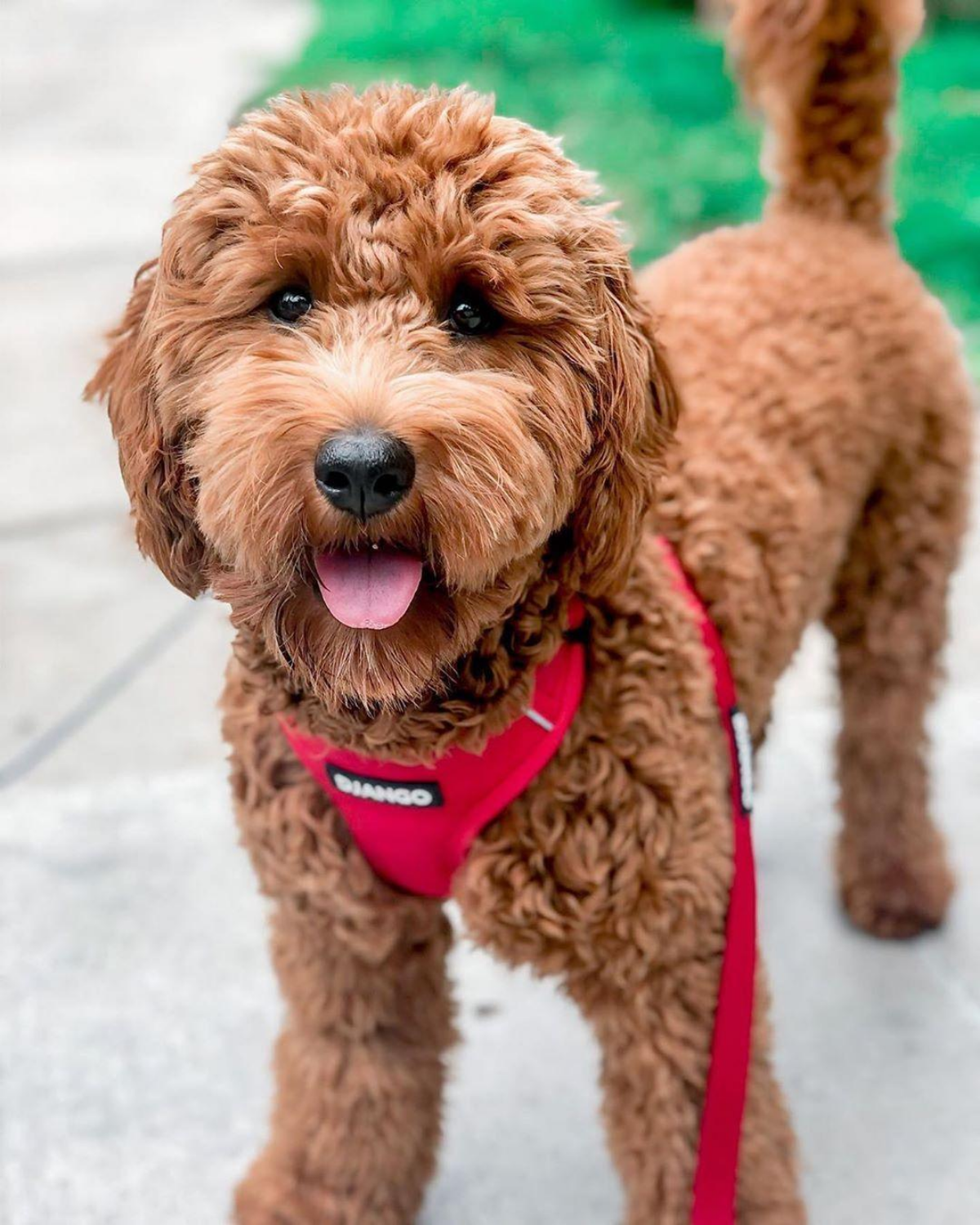 Django Adventure Dog Harness - Comfortable Neoprene Everyday and Weather-Resistent Dog Harness in Crimson Red - djangobrand.com