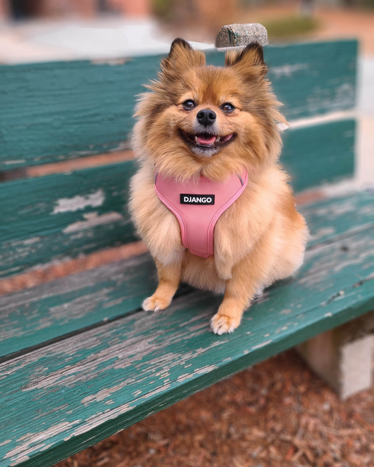 DJANGO's Adventure Dog Harness is a comfortable, lightweight, and padded harness featuring adjustable chest and neck straps, reflective piping, and super soft custom webbing. Bella is a Pomeranian dog and wears size medium - djangobrand.comi