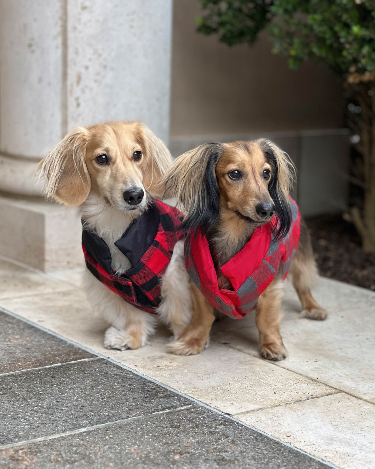 DJANGO's Reversible Puffer Dog Coat features a super cozy interior lining that can be worn facing outwards. Dog and their hoomans love the oversized armholes, adjustable hem, and spacious and easy-access leash portal - djangobrand.com