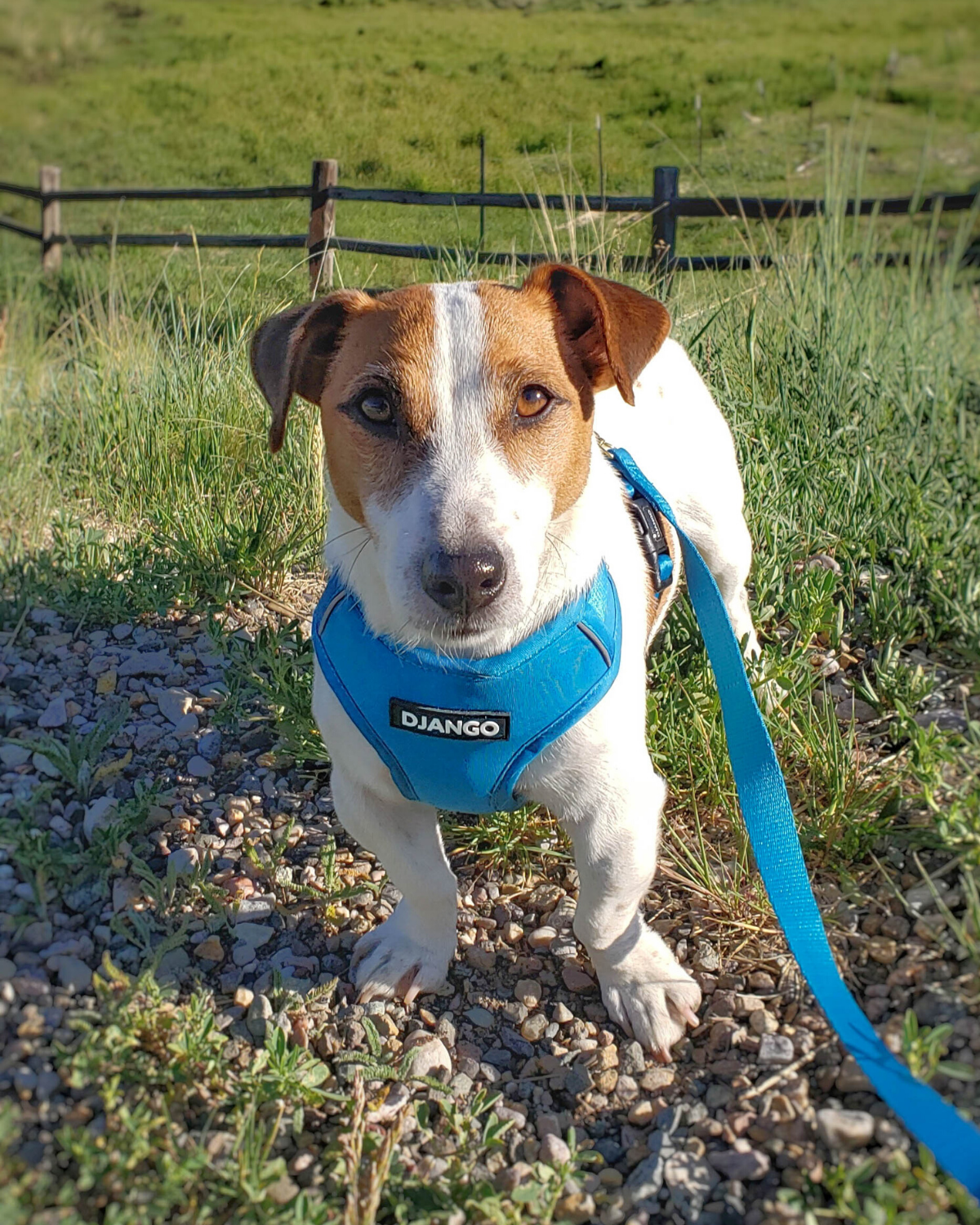Crafted from weather-resistant materials, this Pacific Blue dog harness is built to last, combining durability with comfort for your active dog’s outdoor adventures.