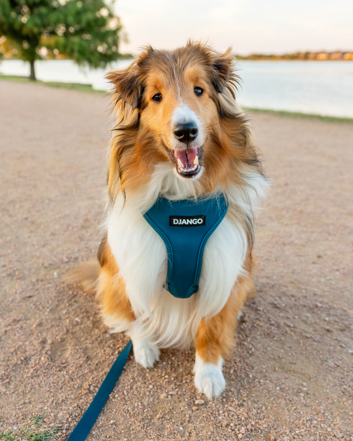 With four points of adjustment, this escape-proof harness ensures a snug fit and prevents slipping out, making it ideal for active dogs.