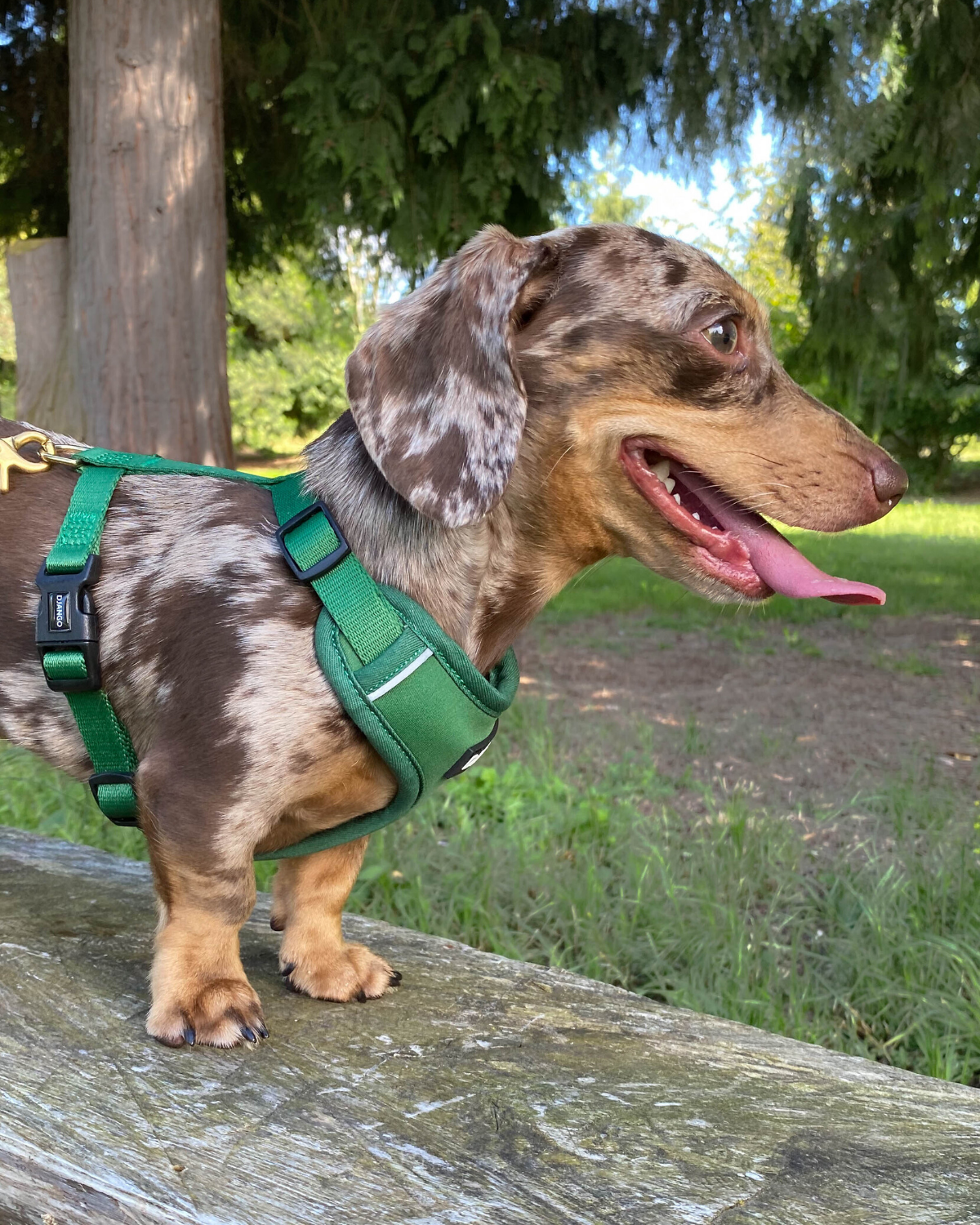 With a deep-body design to prevent rubbing and an adjustable fit for control, this harness is perfect for small dogs that pull during walks.