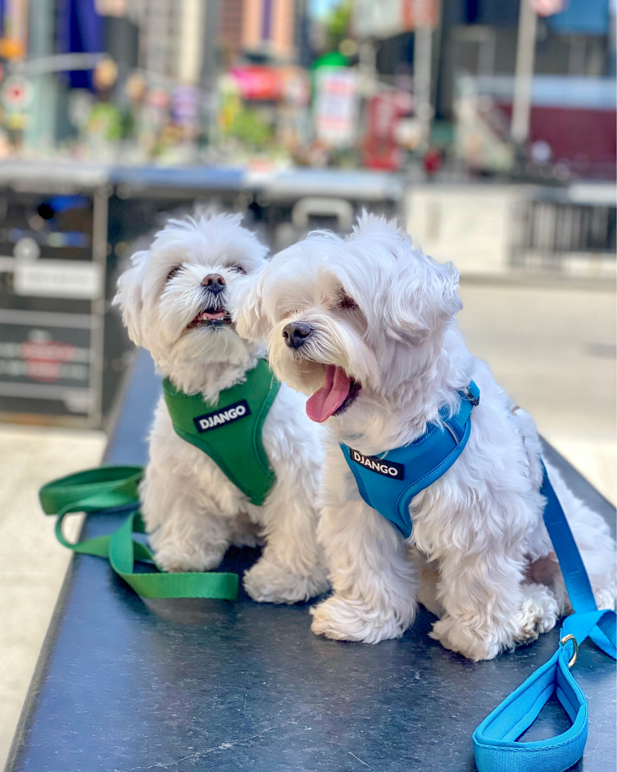 Perfect for hikes, runs, and daily walks, the Pacific Blue dog harness is designed for dogs who love outdoor adventures, offering comfort, durability, and security.