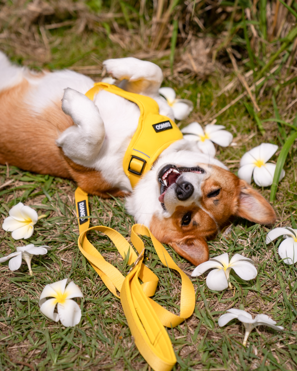 Featuring solid brass hardware, strong webbing, and a comfortable padded design, this harness is built for durability and style