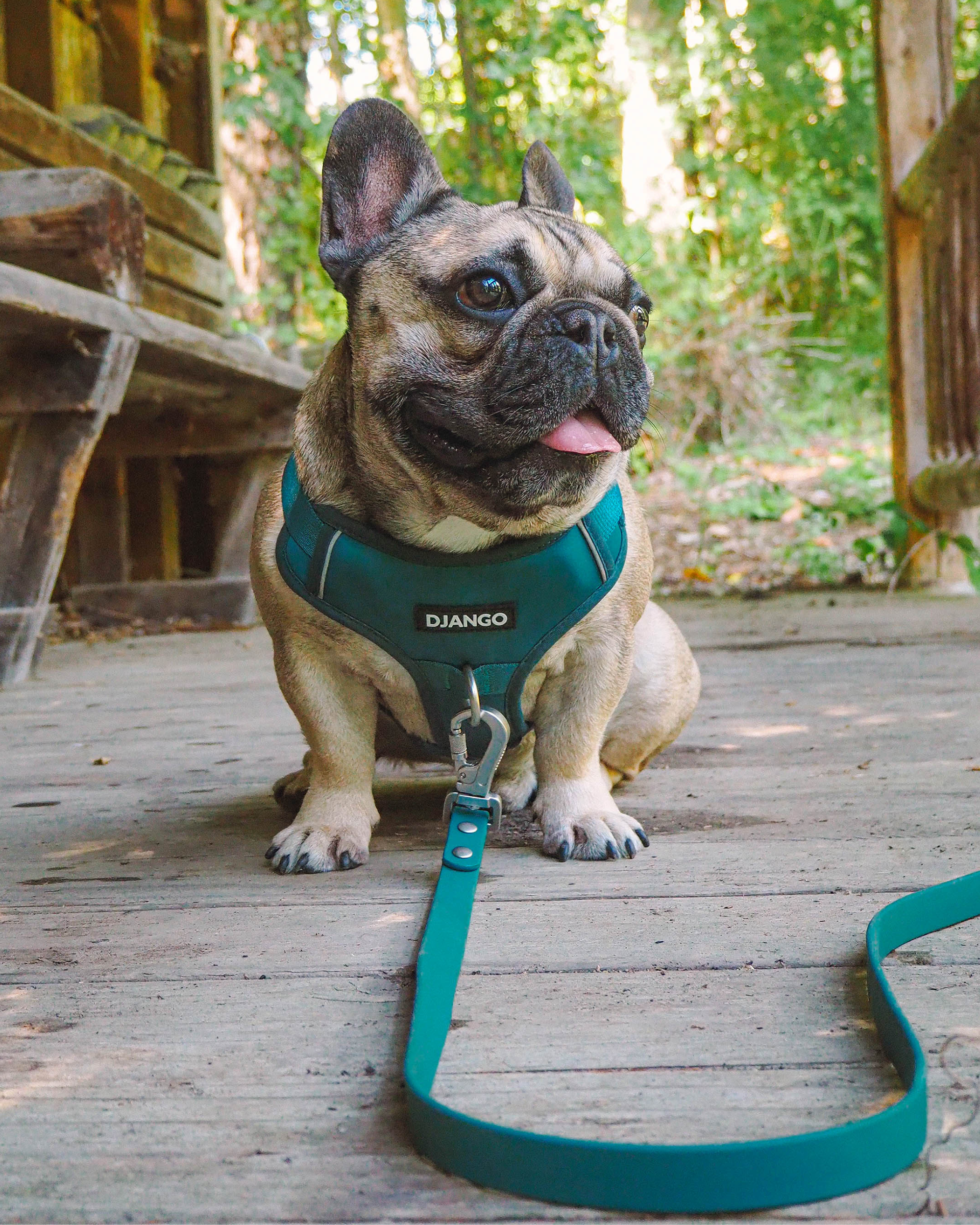 Adjustable no pull dog harness – Soft, breathable materials and secure buckles ensure a snug, escape-proof fit for small to large dogs