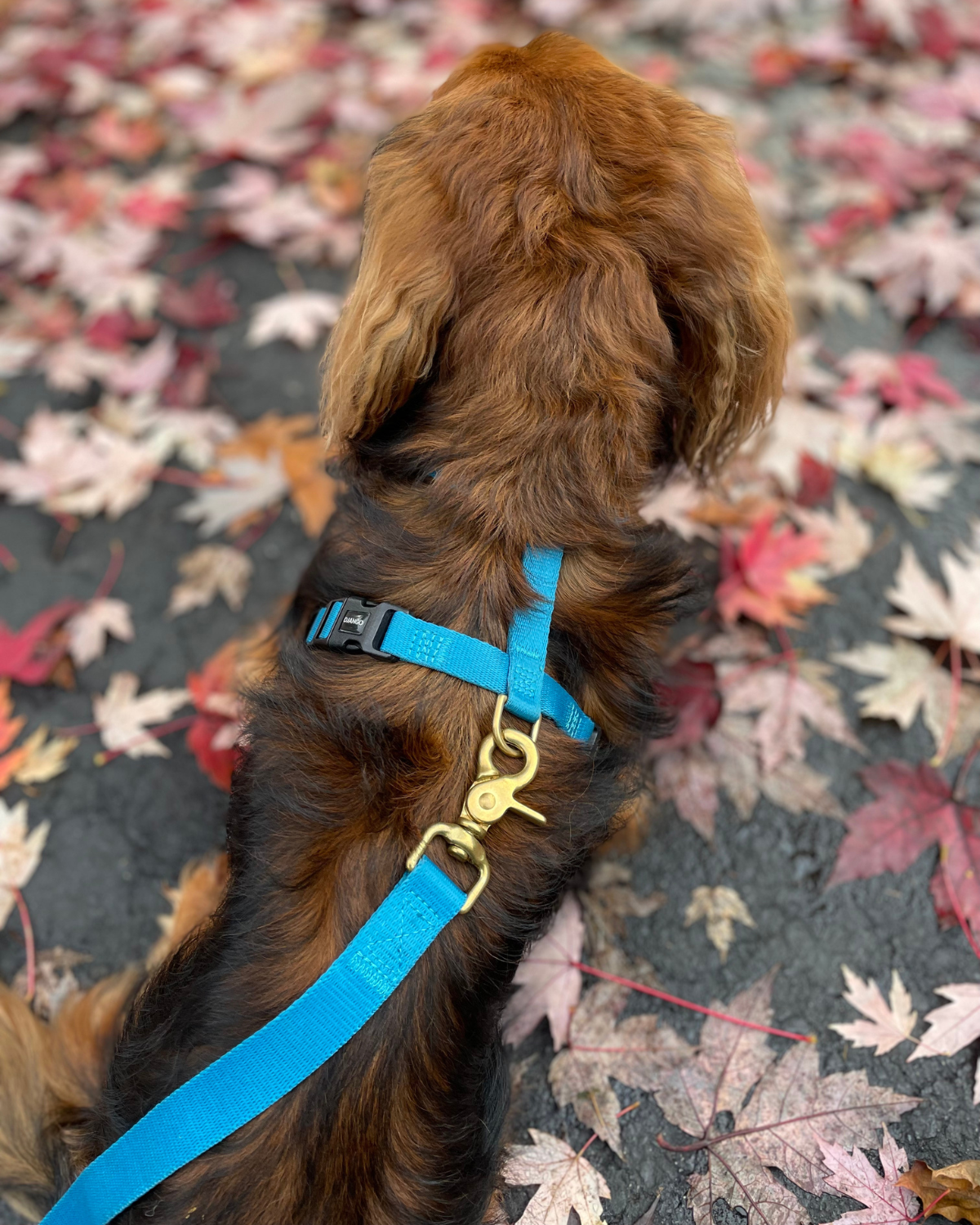 This Pacific Blue small dog harness for dachshunds and long dogs combines style with practicality, featuring premium materials and solid brass hardware that ensures both strength and aesthetic appeal.
