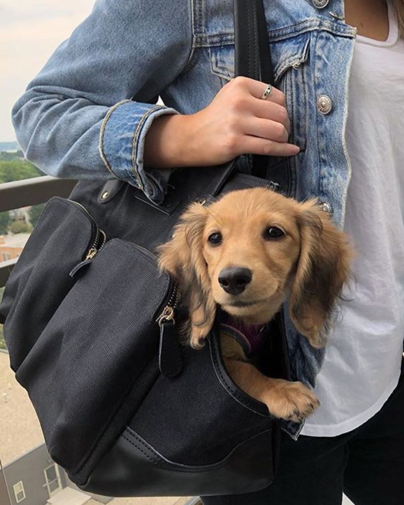 Zoey is a cute mini dachshund and rides in her medium DJANGO dog carrier bag. This stylish pet tote carrier features 4 zipper pockets to secure essentials, a key leash,  credit card slots, and genuine leather handles and base - djangobrand.com