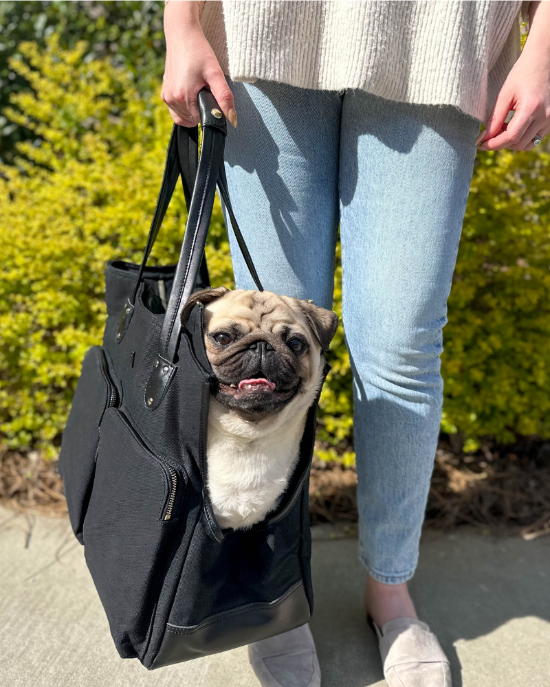 Toast is an adorable pug who weighs roughly 25 lbs. Toast is riding in DJANGO's size large dog carrier bag. Our large dog carrier bag measures 17.5 inches in length by 8 inches in width by 12.5 inches in height. Sizing questions? Please email hello@djangobrand.com. We're here and happy to help!