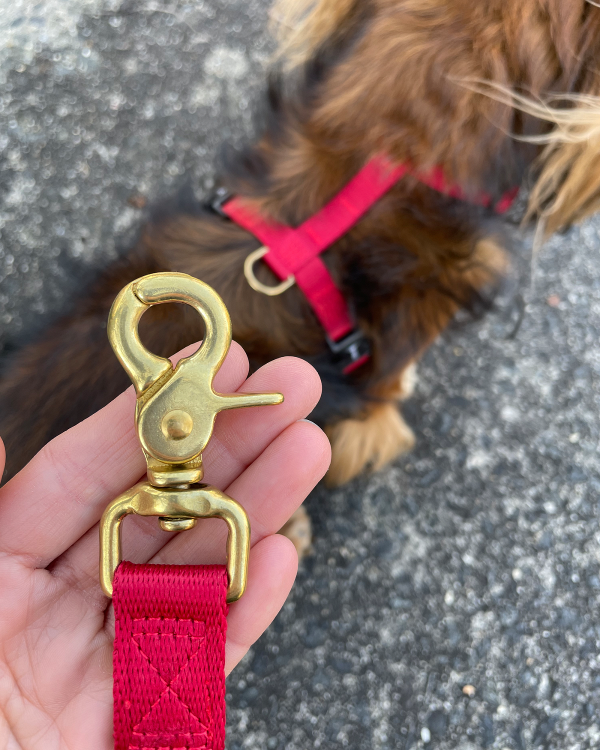 DJANGO's standard 5 ft dog leashes feature solid cast brass hardware and pair perfectly with your favorite DJANGO Adventure Dog Harness and Collar set - djangobrand.com
