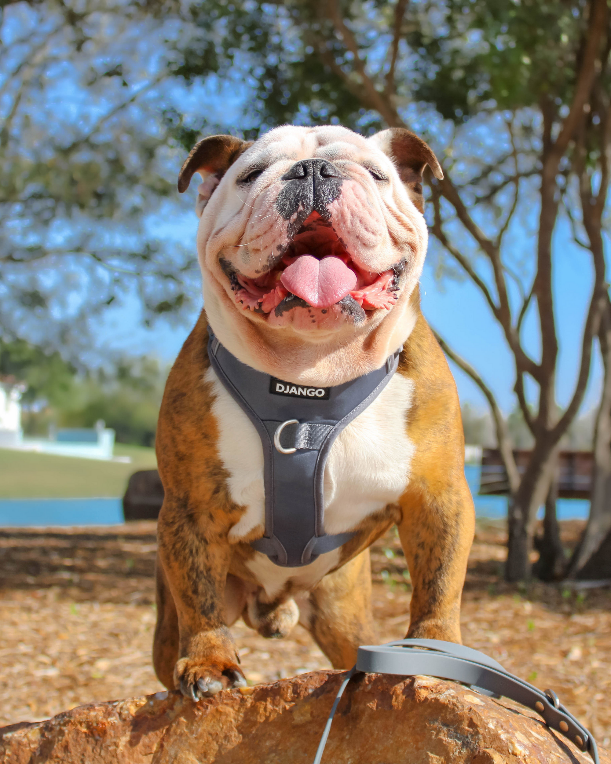 King of the world! Zeus the English bulldog is adventuring in his DJANGO no pull dog harness. Zeus wears a size large. All dogs are adventure dogs! - djangobrand.com