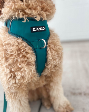 DJANGO Tahoe No Pull Dog Harness in Dark Teal Green - A comfortable, lightweight, padded, and adventure-ready no pull dog harness with front and back clips. - djangobrand.com