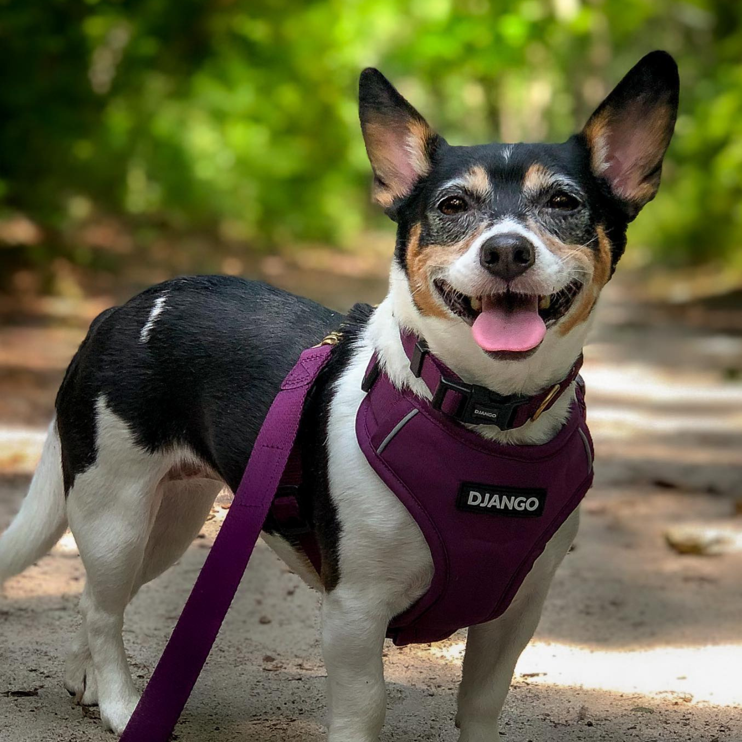 Plum purple DJANGO Adventure Dog Collar with a solid brass D-ring for leash attachment, perfect for small and medium dogs in outdoor environments