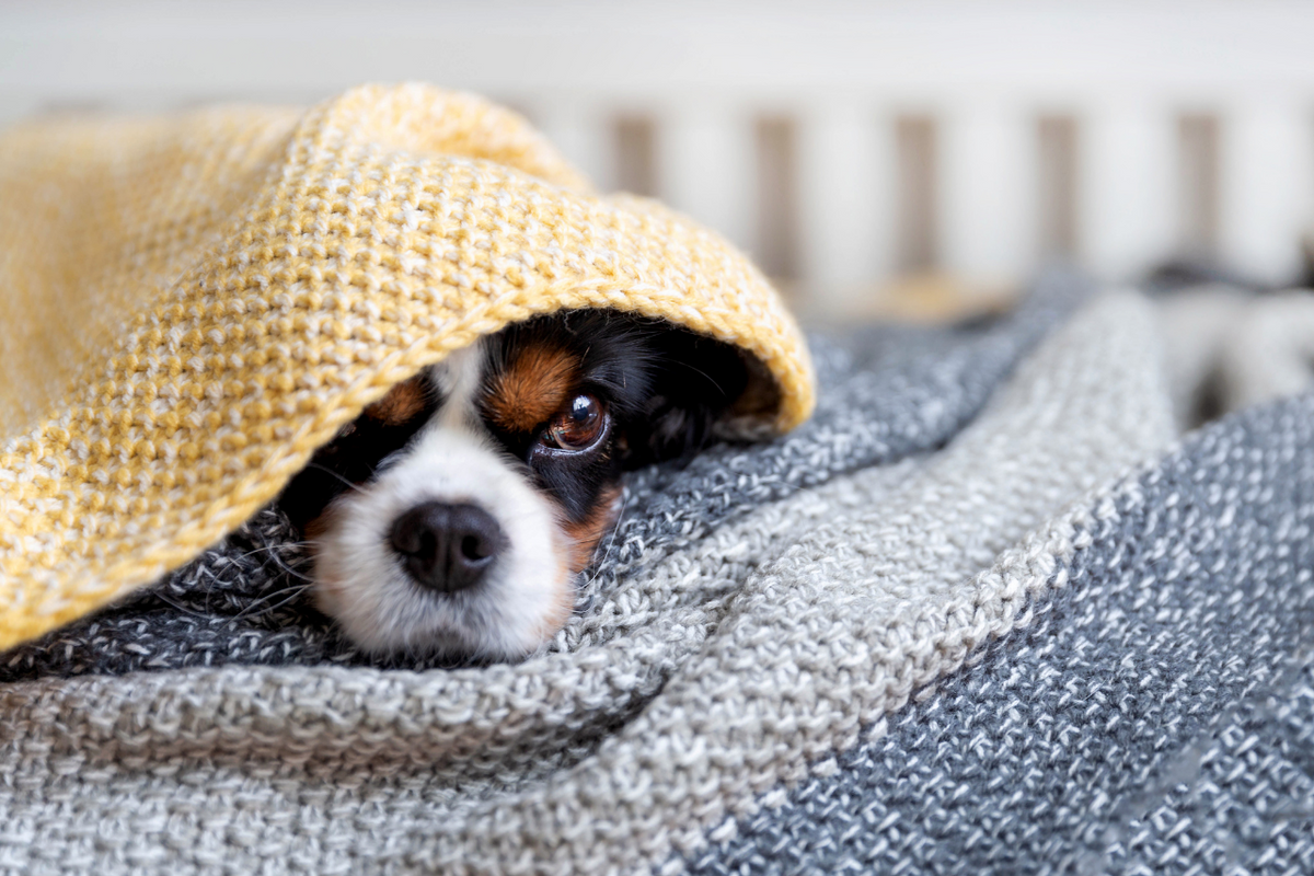 View of 10 of the Best Calming Aids and Anti-Anxiety Products to Help Reduce Y