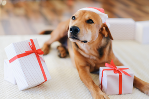 15 Thoughtful Holiday Gift Ideas for Dog Lovers and Their Pups