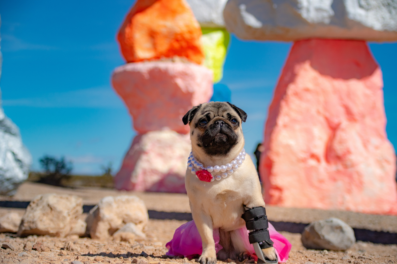 Pugs clearance shoots sunglasses