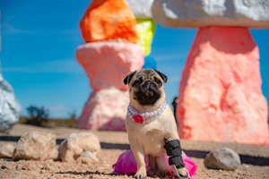 DJANGO Dog Blog Interview: Philomena the Pug, Instagram's Sassiest and Most Persevering Pug - djangobrand.com