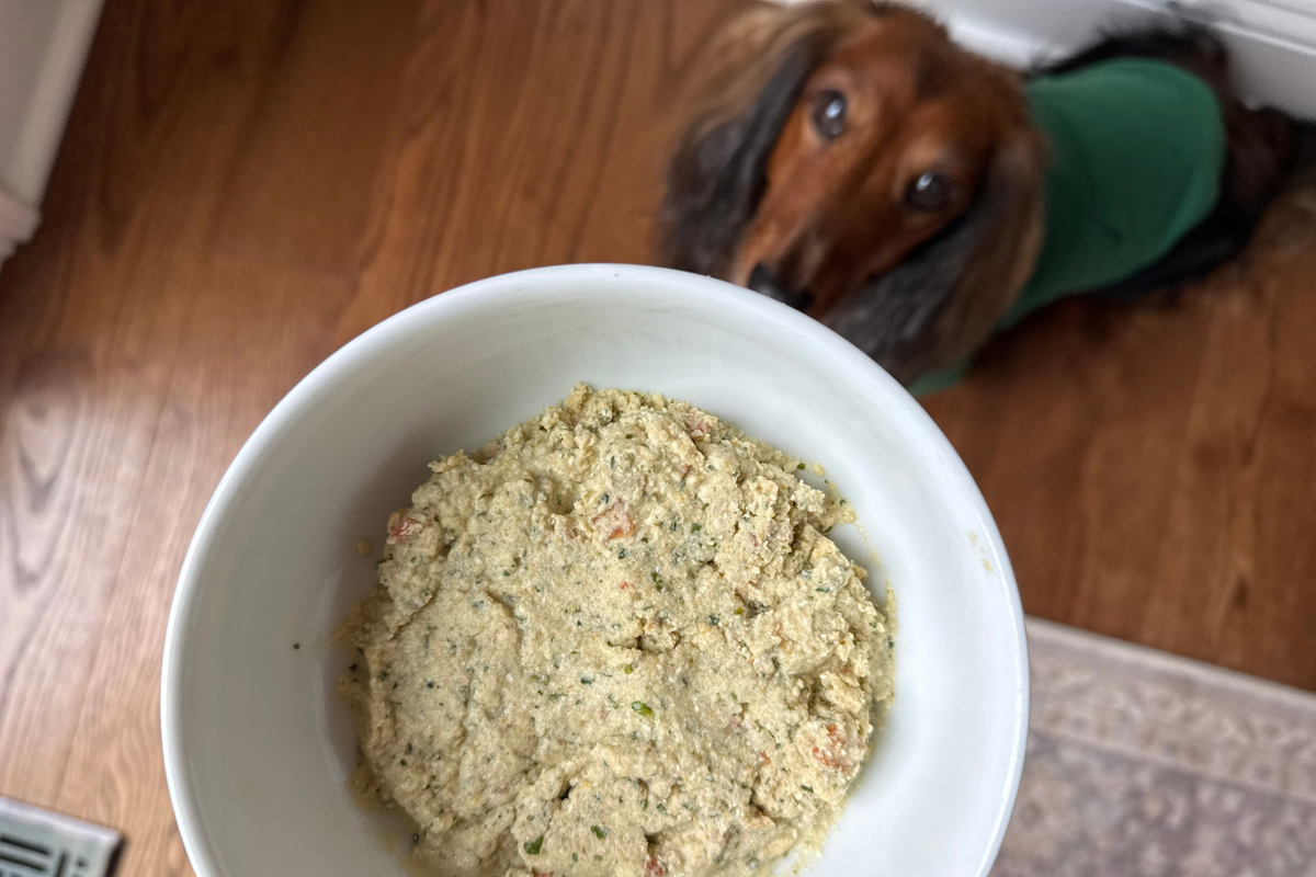 Adorable dog looking up at his food bowl during dinnertime