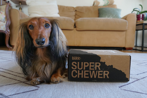 DJANGO Dog Blog: BarkBox Super Chewer - Unboxing and Review of the Monthly Dog Subscription Box - djangobrand.com