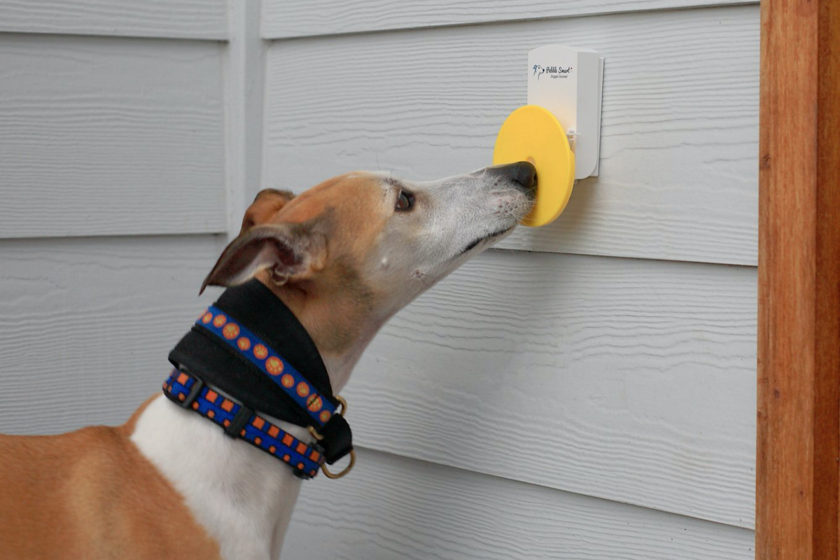 How to Train Your Dog To Ring a Bell To Go Potty Outside DJANGO