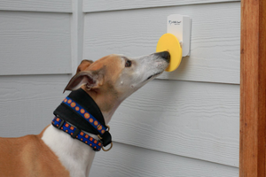 DJANGO Dog Blog - How to Train Your Dog To Ring a Bell To Go Potty Outside - djangobrand.com