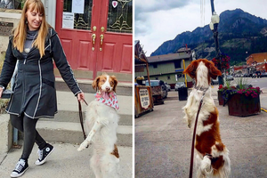 DJANGO Dog Blog Interview: Dexter, the Brittany Spaniel, Learned How to Walk on his Back Legs After a Tragic Accident - djangobrand.com