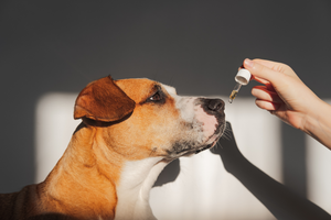 DJANGO Dog Blog - CBD Oil for Dogs - What is it, what does it do, and is it safe? - djangobrand.com