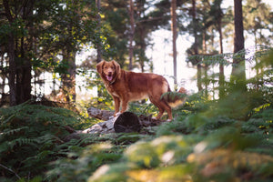Everything you need to know about Lyme disease in dogs and the canine lyme vaccination