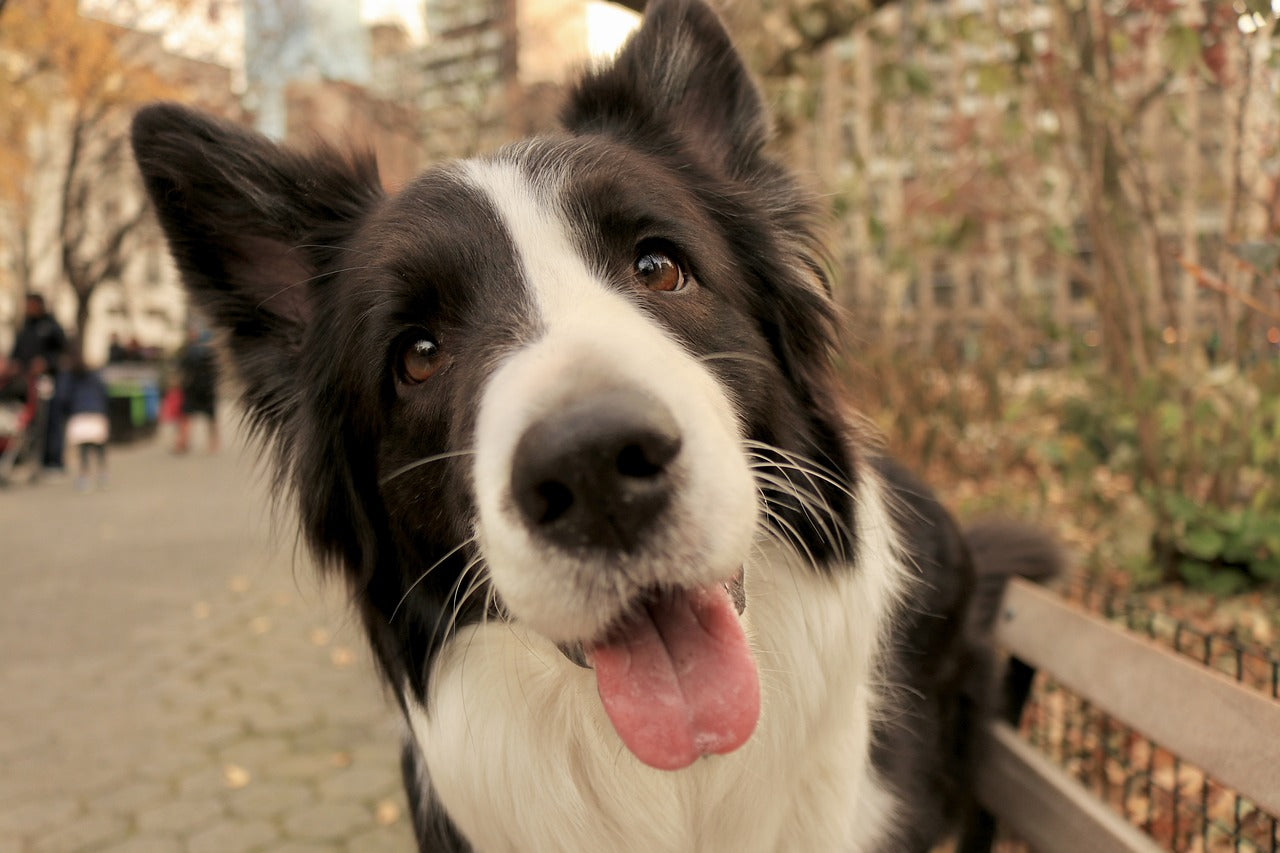 DJANGO - NYC's Most Dog-Friendly Restaurants, Bars, Parks, Beaches and Activities