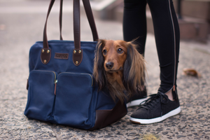 DJANGO - The story of a modern dog carrier bag and the long-haired dachshund who inspired the design - djangobrand.com