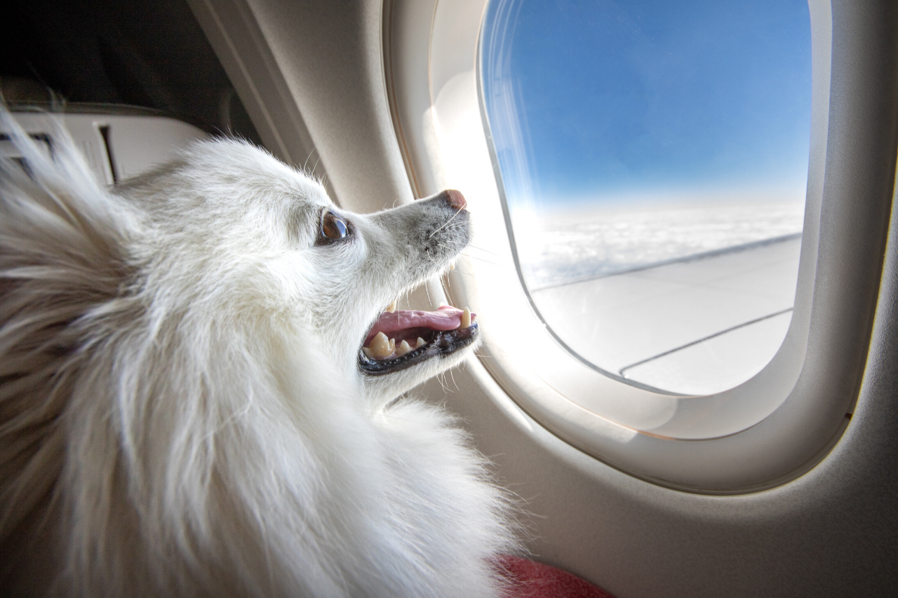 DJANGO Dog Blog - Can pets fly in business and first class cabins on airlines? - djangobrand.com