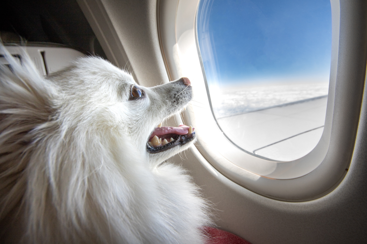 Emotional support dog lufthansa cheap