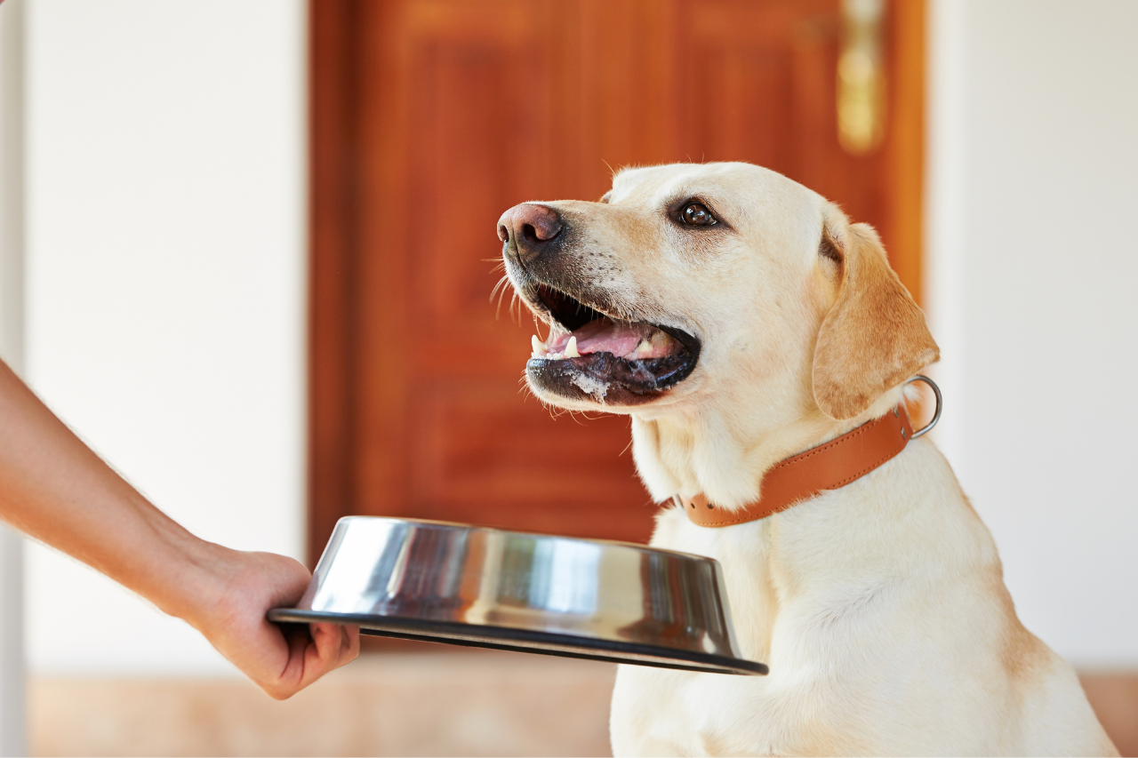 How Much Water Should My Dog Or Cat Drink? - Emancipet