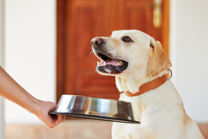 Dog Nutritional Requirements and Tips for A Balanced Diet and Healthy Life - djangobrand.com