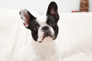 DJANGO Dog Blog - Everything You Need To Know About Taking Care of Brachycephalic Dog Breeds - djangobrand.com