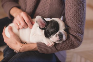 DJANGO Dog Blog - How To Socialize Your Puppy at Home - djangobrand.com