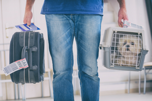 DJANGO Dog Blog - How to Prepare Your Dog for Airline Cargo Travel - djangobrand.com
