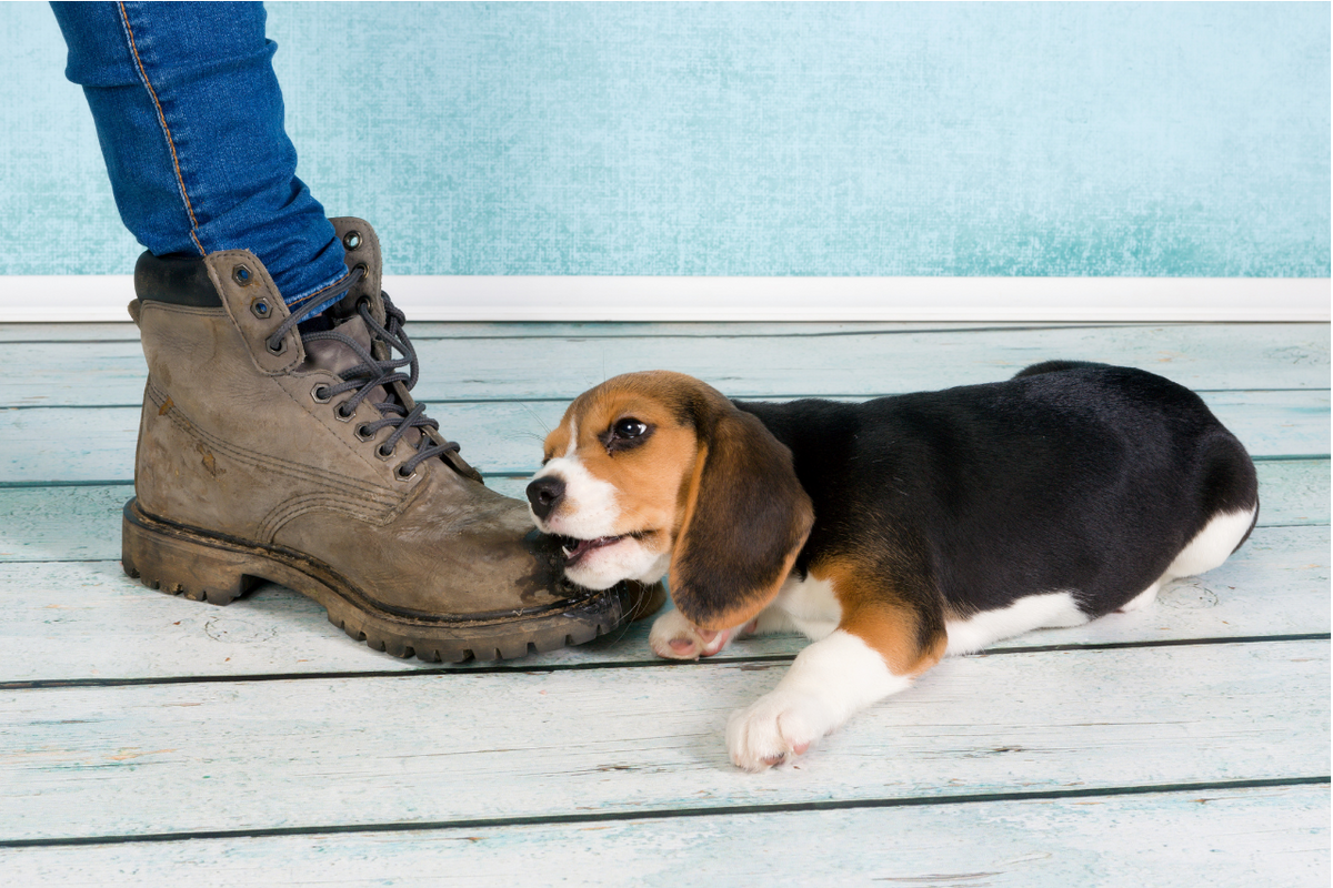 How to Prevent Your Puppy from Nipping and Biting djangobrand