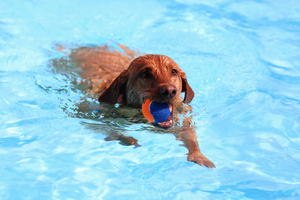 DJANGO Dog Blog Dog Swimming 101: The Beginner's Guide to Teaching Your Dog How to Swim - djangobrand.com