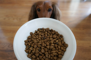 DJANGO Dog Blog - The truth about dog kibble - djangobrand.com