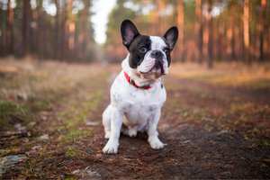 DJANGO Dog Blog - Parvovirus in Dogs: Causes, Symptoms, Treatment, and Prevention