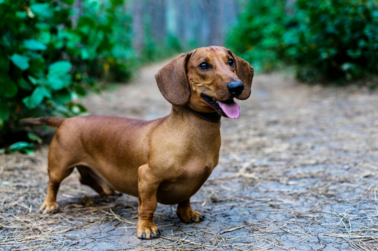 Dachshund cost best sale