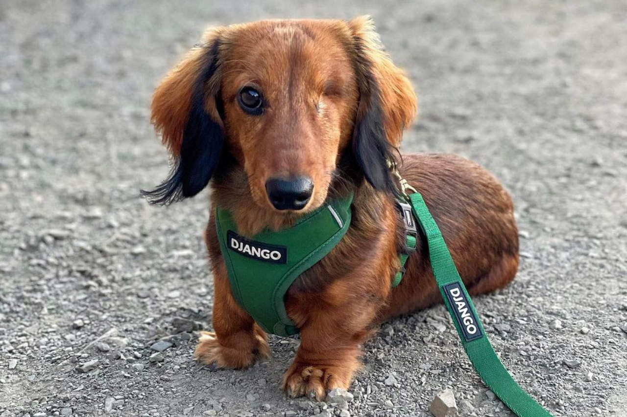 DJANGO Dog Blog Interview: Winking Winston, Instagram's Adorable and Resilient One-Eyed Dachshund - djangobrand.com